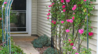 Rose Garden Ideas That Will Beautify Your Yard